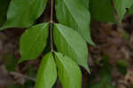 Amur honeysuckle